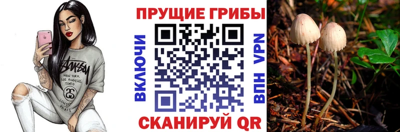 Купить закладки  Аргун  Псилоцибиновые грибы Psilocybine cubensis 